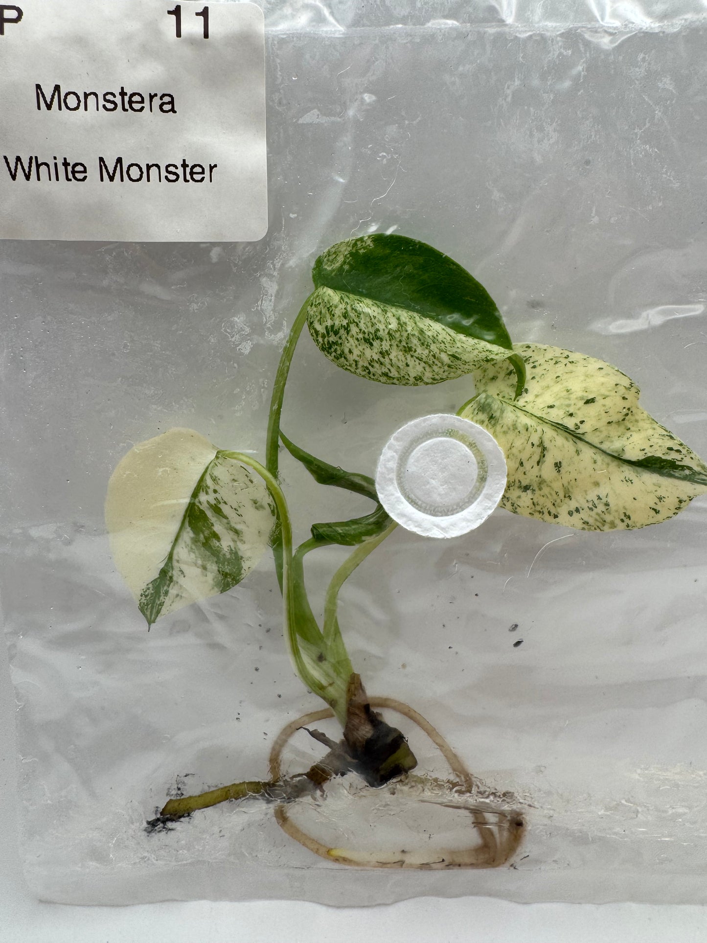 Monstera White Monster-Tissue Culture Growers Choice