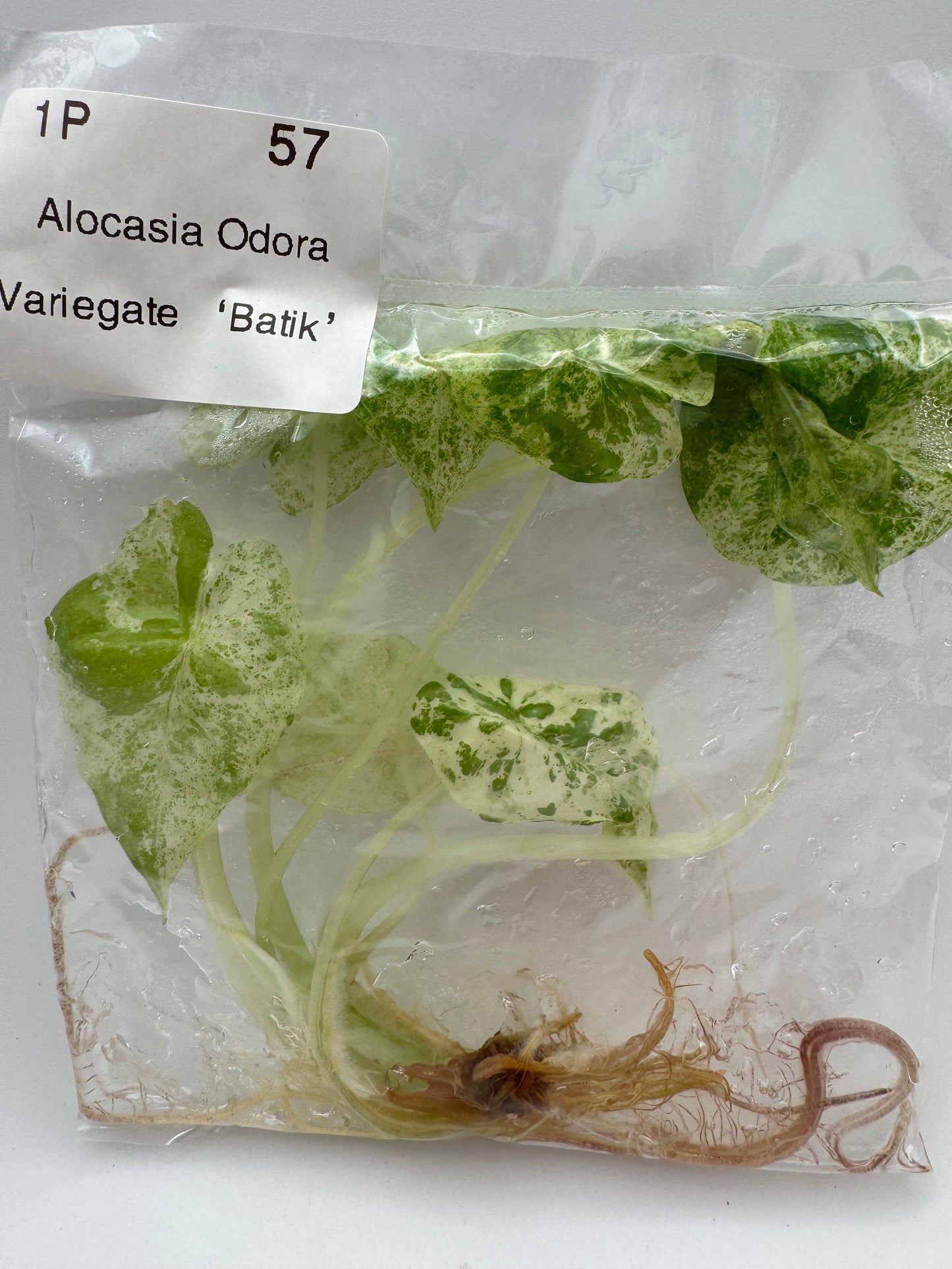 Alocasia Odora Batik