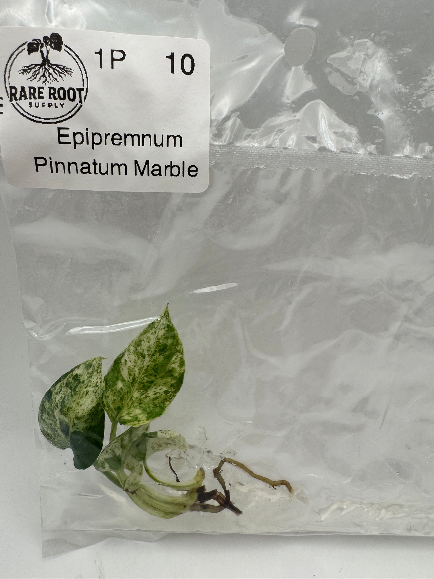 Epipremnum Pinnatum Marble Tissue Culture-Growers Choice