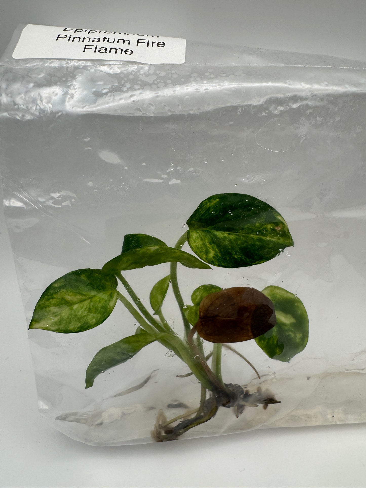 Epipremnum Pinnatum Fire Flame Tissue Culture-Growers Choice