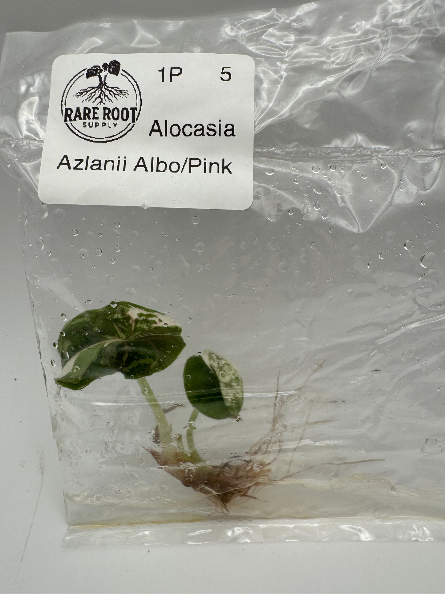 Alocasia Azlanii Pink Albo Tissue Culture-Growers Choice