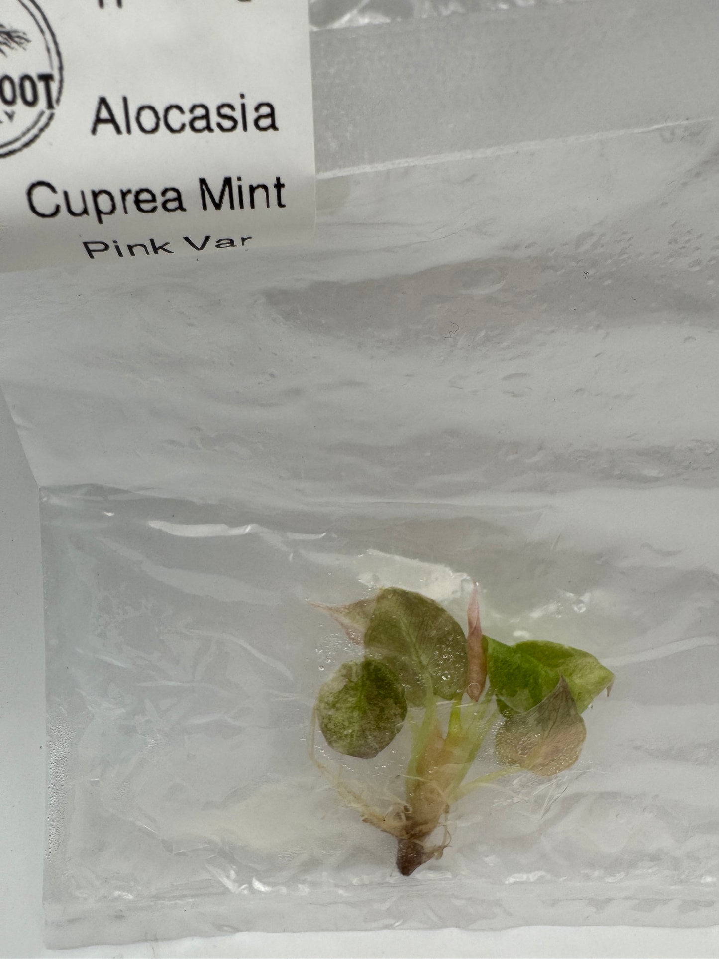 Alocasia Pink Mint Cuprea Tissue Culture-Growers Choice