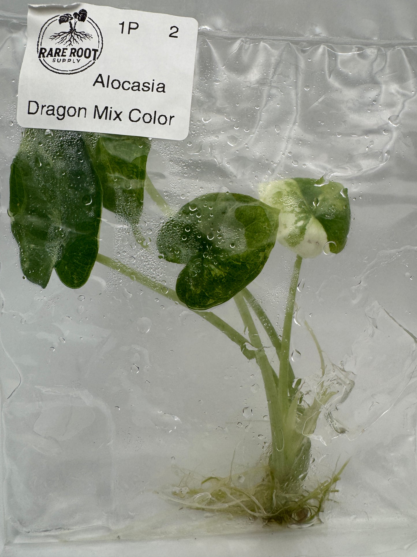 Alocasia Dragon Scale Mix Color Tissue Culture-Growers Choice