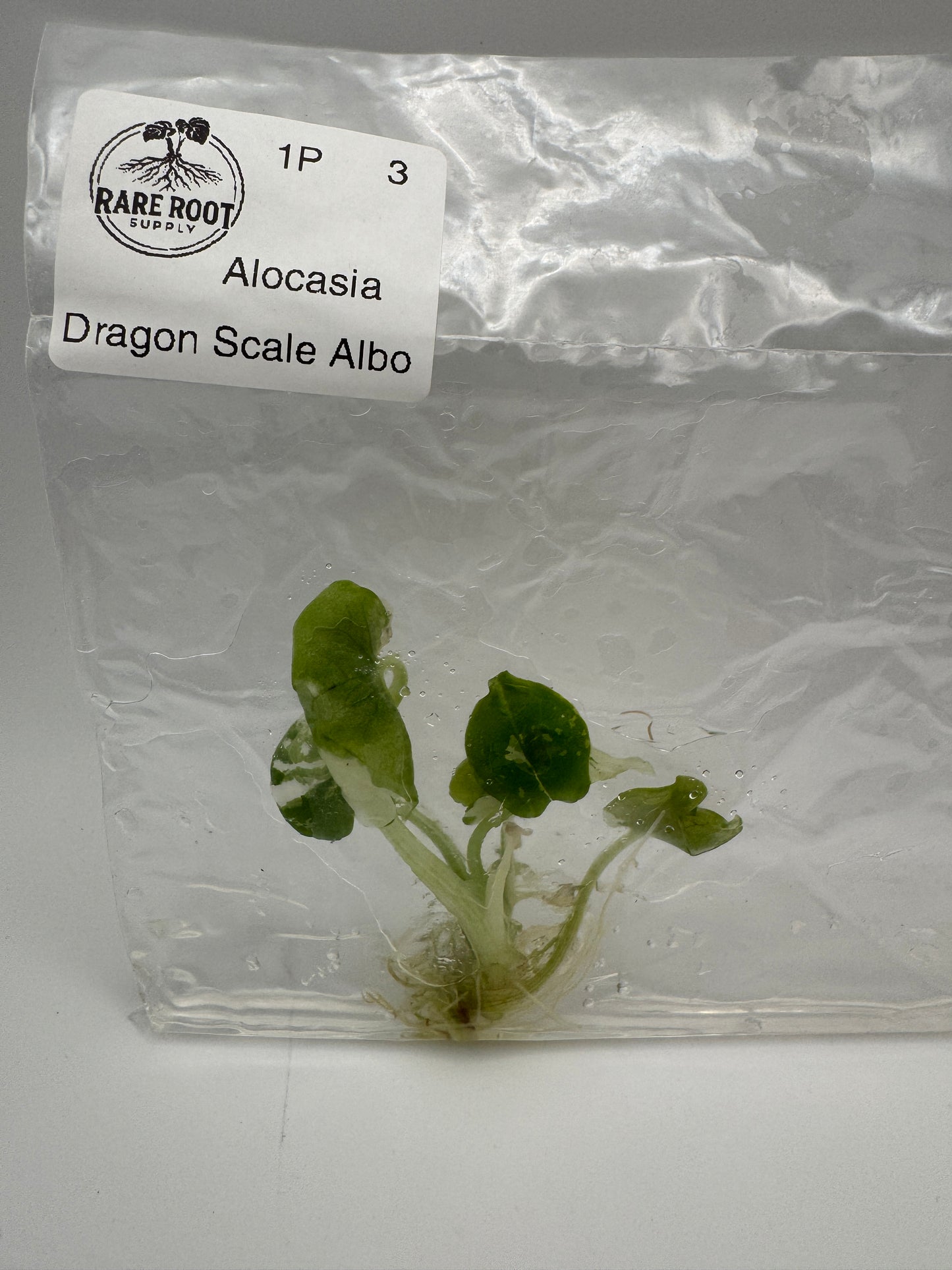 Alocasia Dragon Scale Albo Tissue Culture-Growers Choice