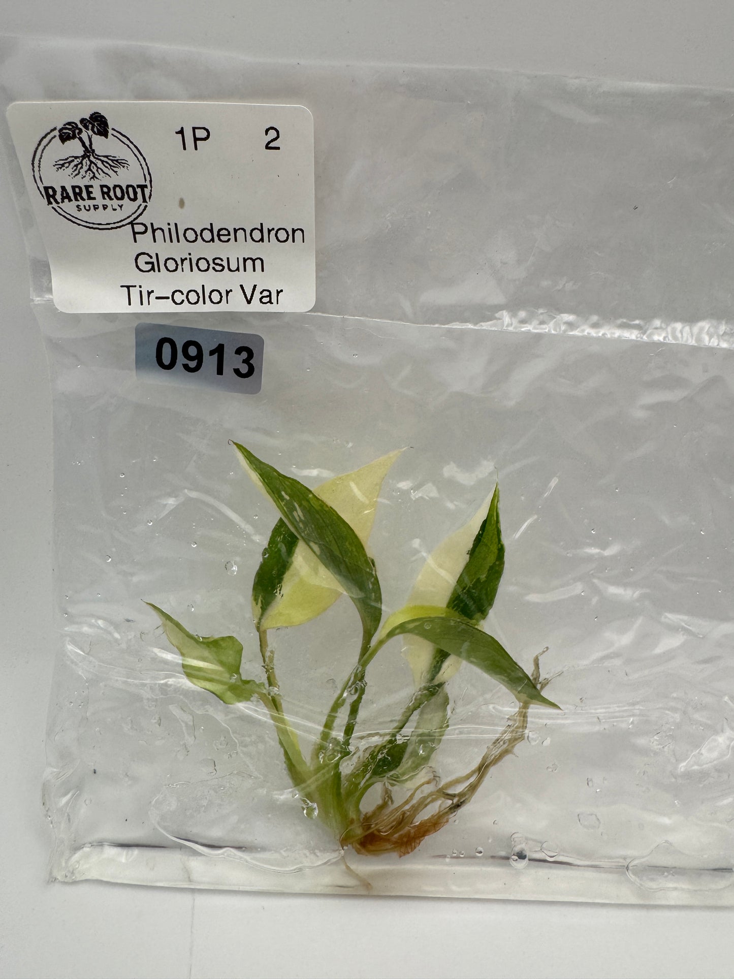 Philodendron Gloriosum Tri-Color Tissue Culture-Growers Choice
