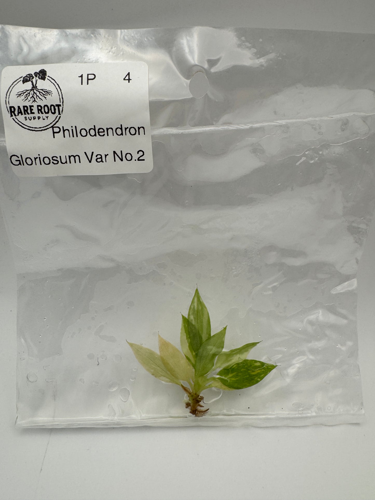 Philodendron Gloriosum Type 2 Var Tissue Culture-Growers Choice