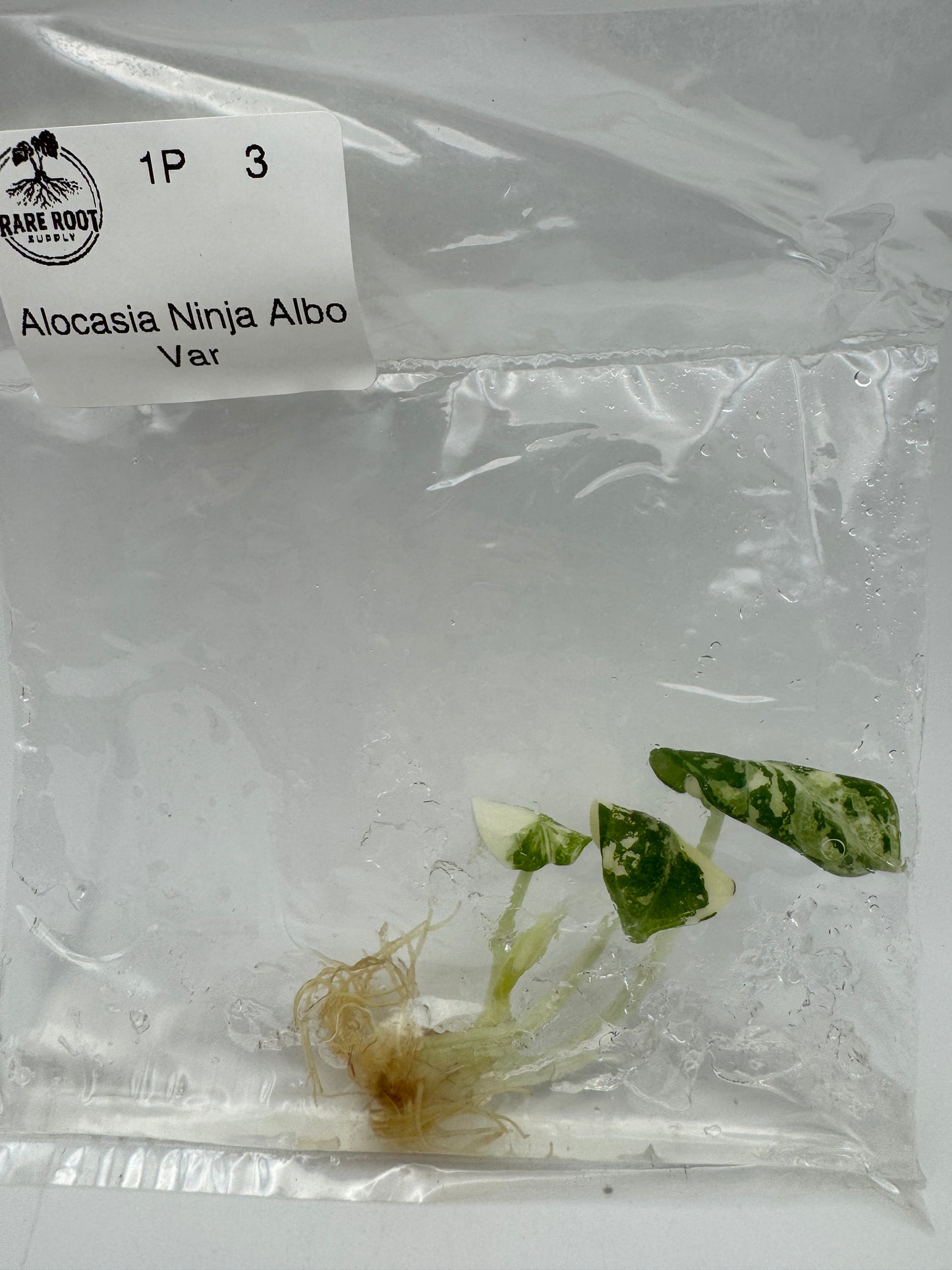 Alocasia Ninja Albo Tissue Culture-Growers Choice