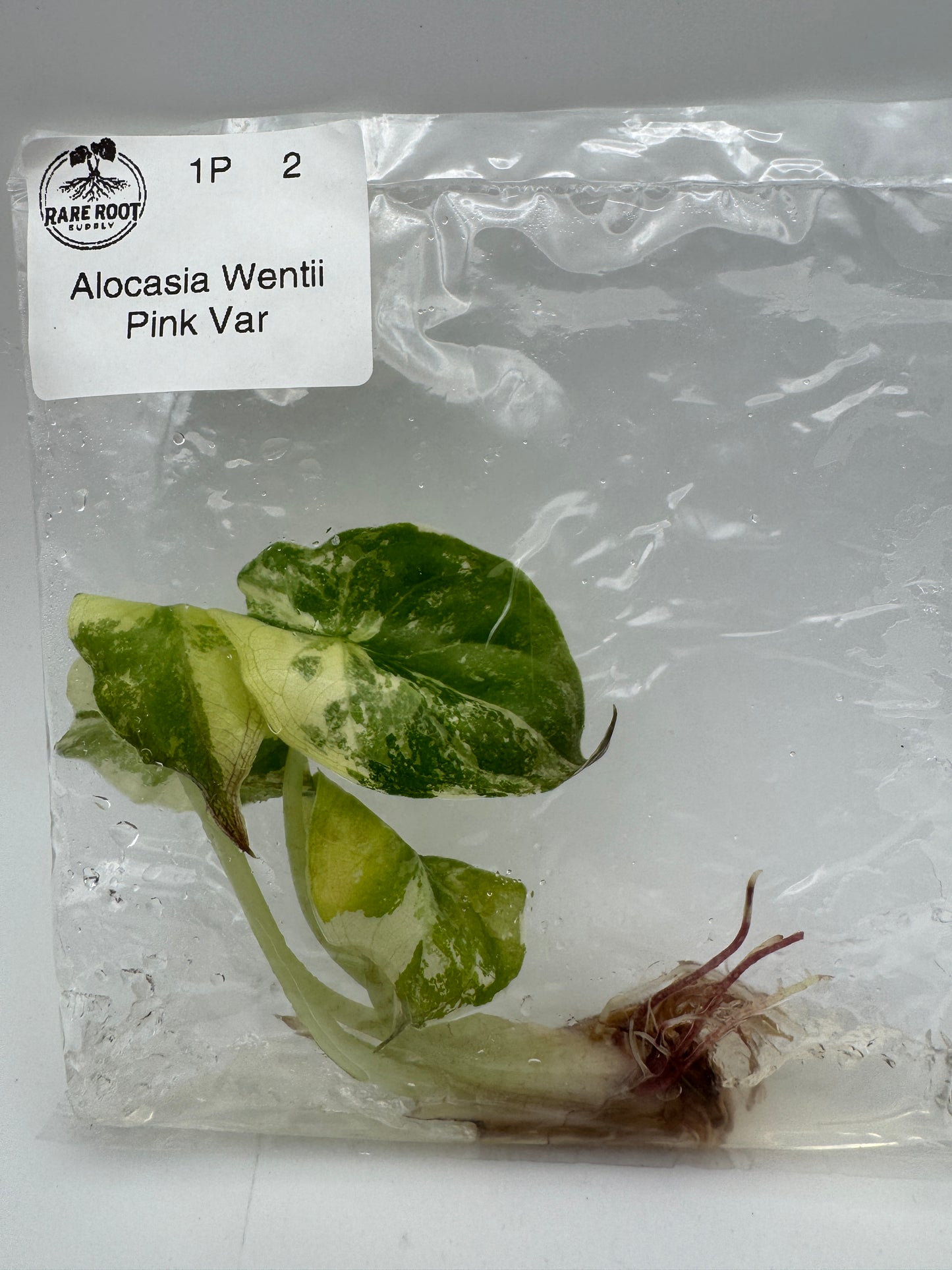Alocasia Pink Wentii Tissue Culture-Growers Choice
