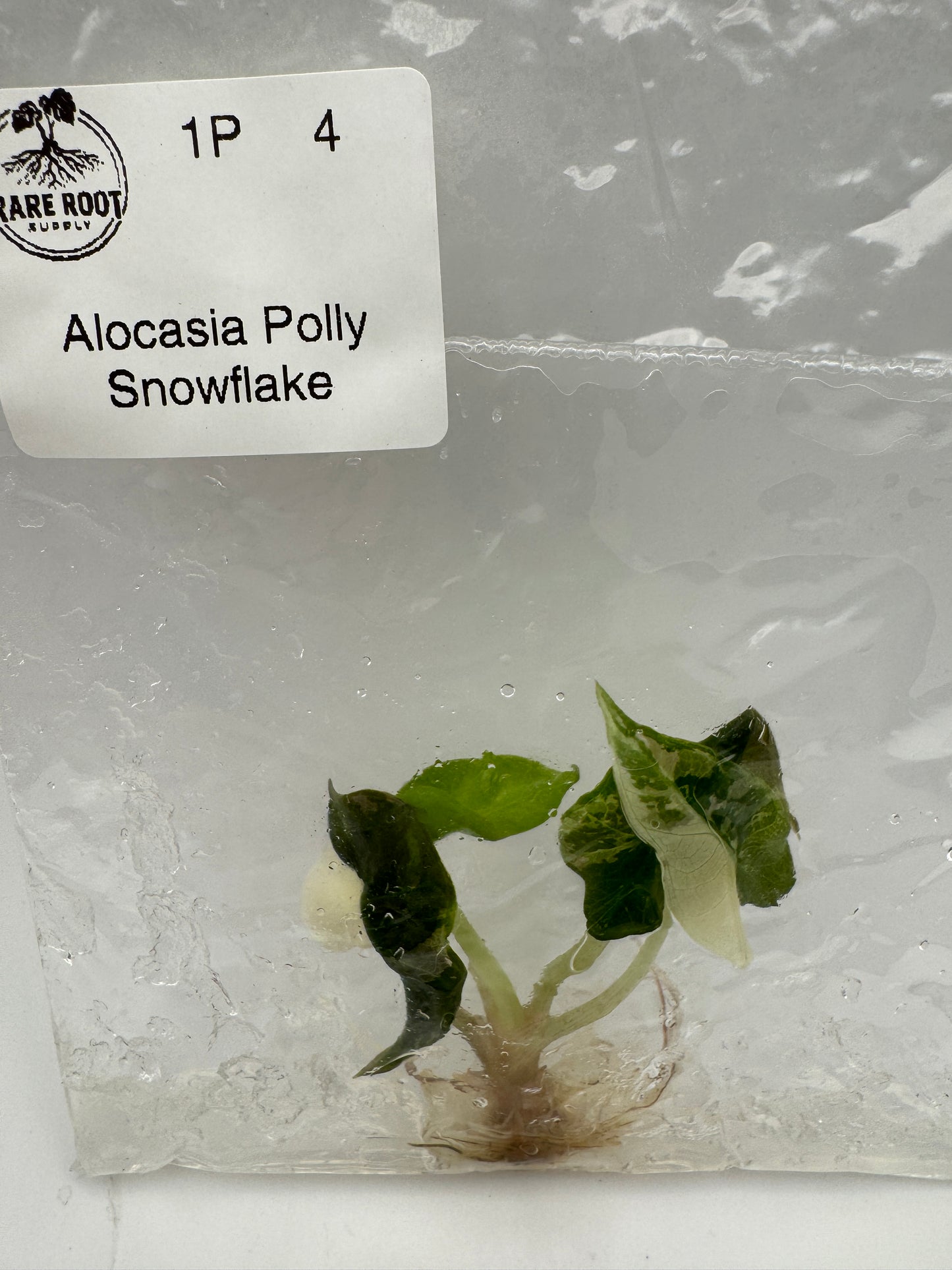 Alocasia Polly Snowflake Tissue Culture-Growers Choice