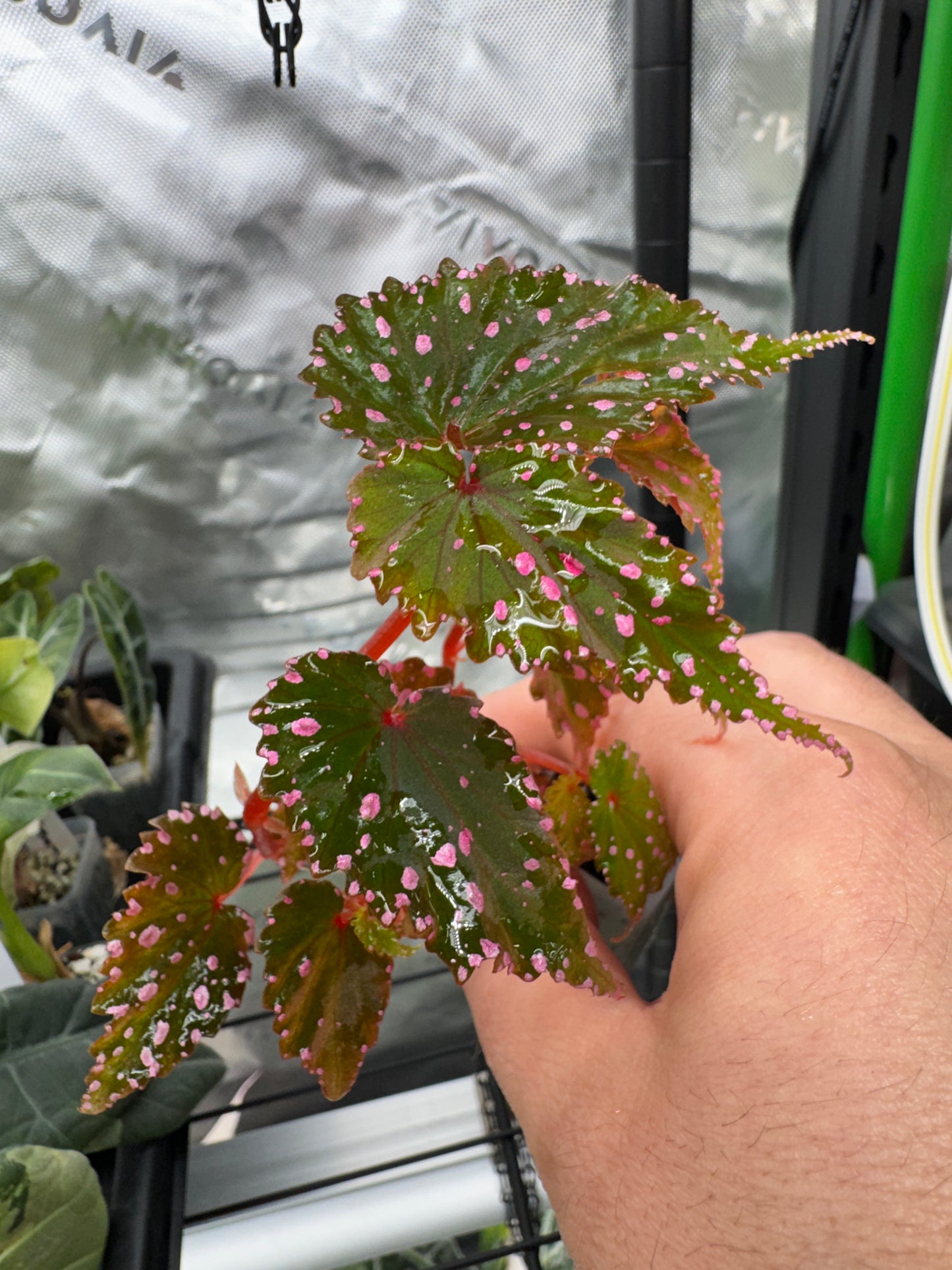 Begonia Sp. Gracilicyma