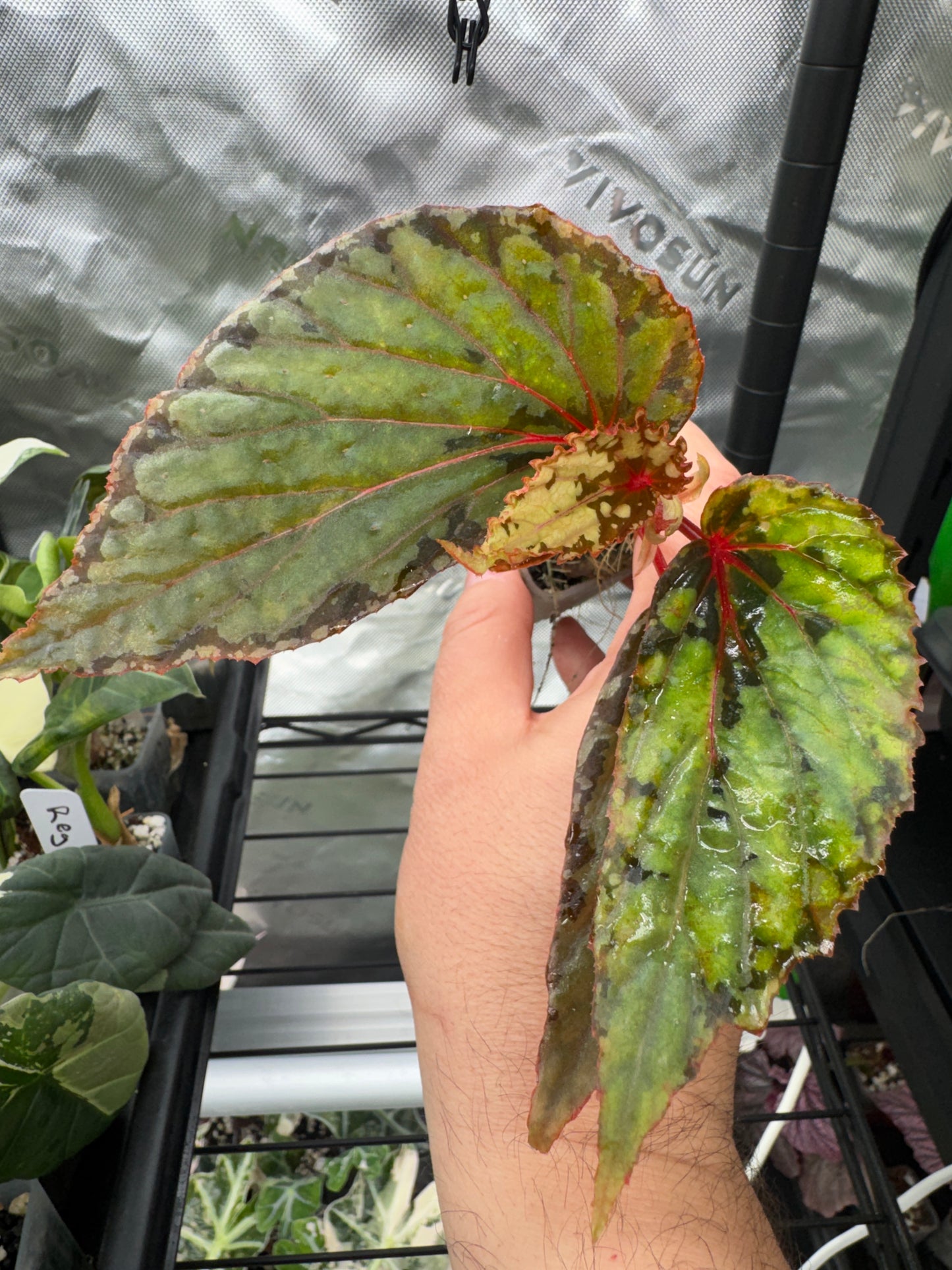 Begonia Lucifer