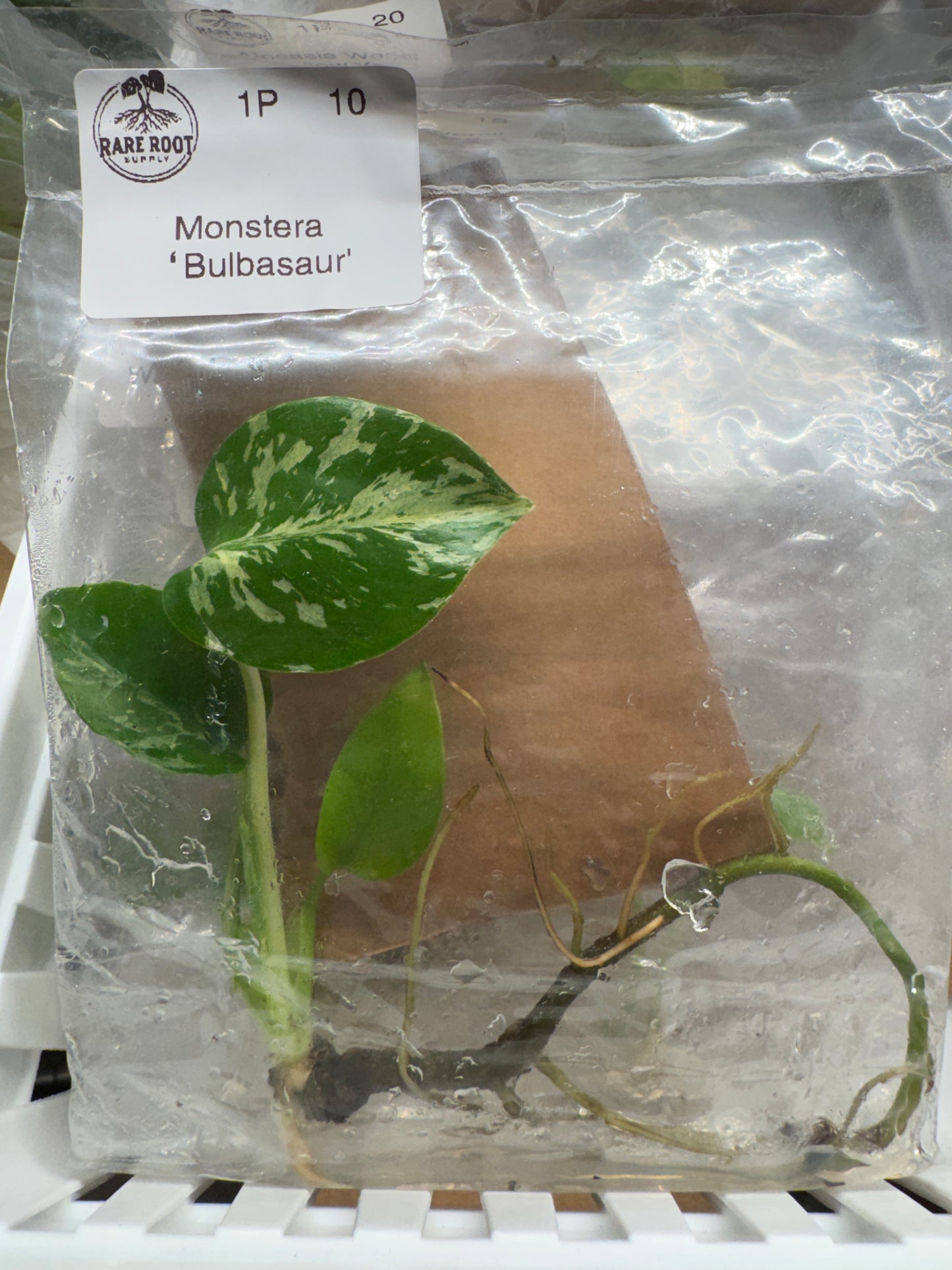 Monstera Bulbasaur Tissue Culture Growers Choice
