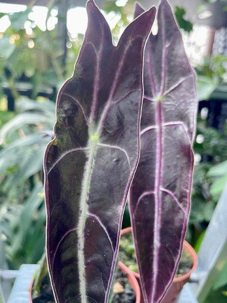 Alocasia Longiloba Purple Tissue Culture-Growers Choice
