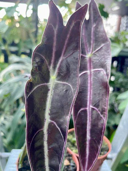 Alocasia Longiloba Purple Tissue Culture-Growers Choice