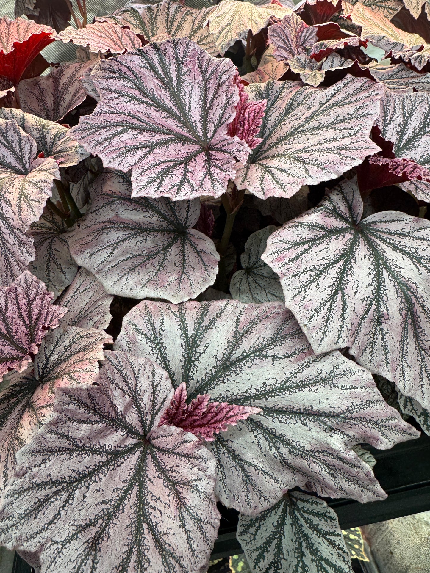 Begonia Pink Minx-Mature