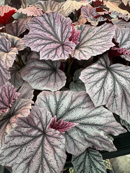 Begonia Pink Minx-Mature