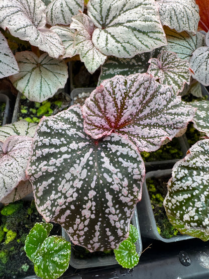 Begonia Pink Minx-Mature