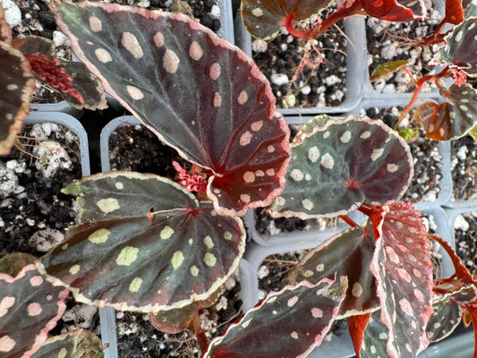 Begonia sp. (kalimantan umbrella x darthvaderiana-Mature