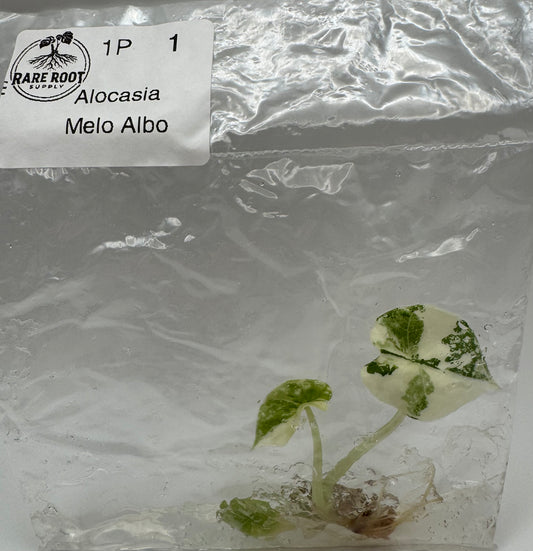 Alocasia Melo Albo-Tissue Culture Growers Choice