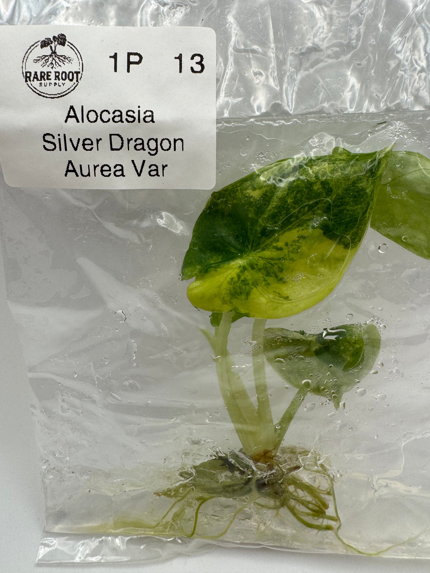 Alocasia Silver Dragon Aurea-Tissue Culture Growers Choice