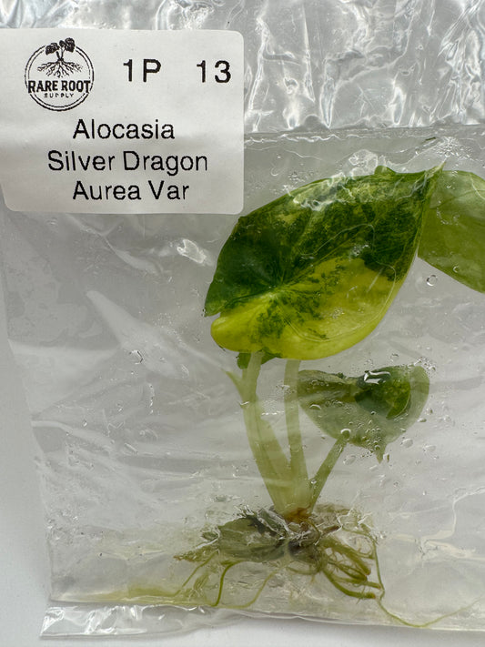 Alocasia Silver Dragon Aurea-Tissue Culture Growers Choice