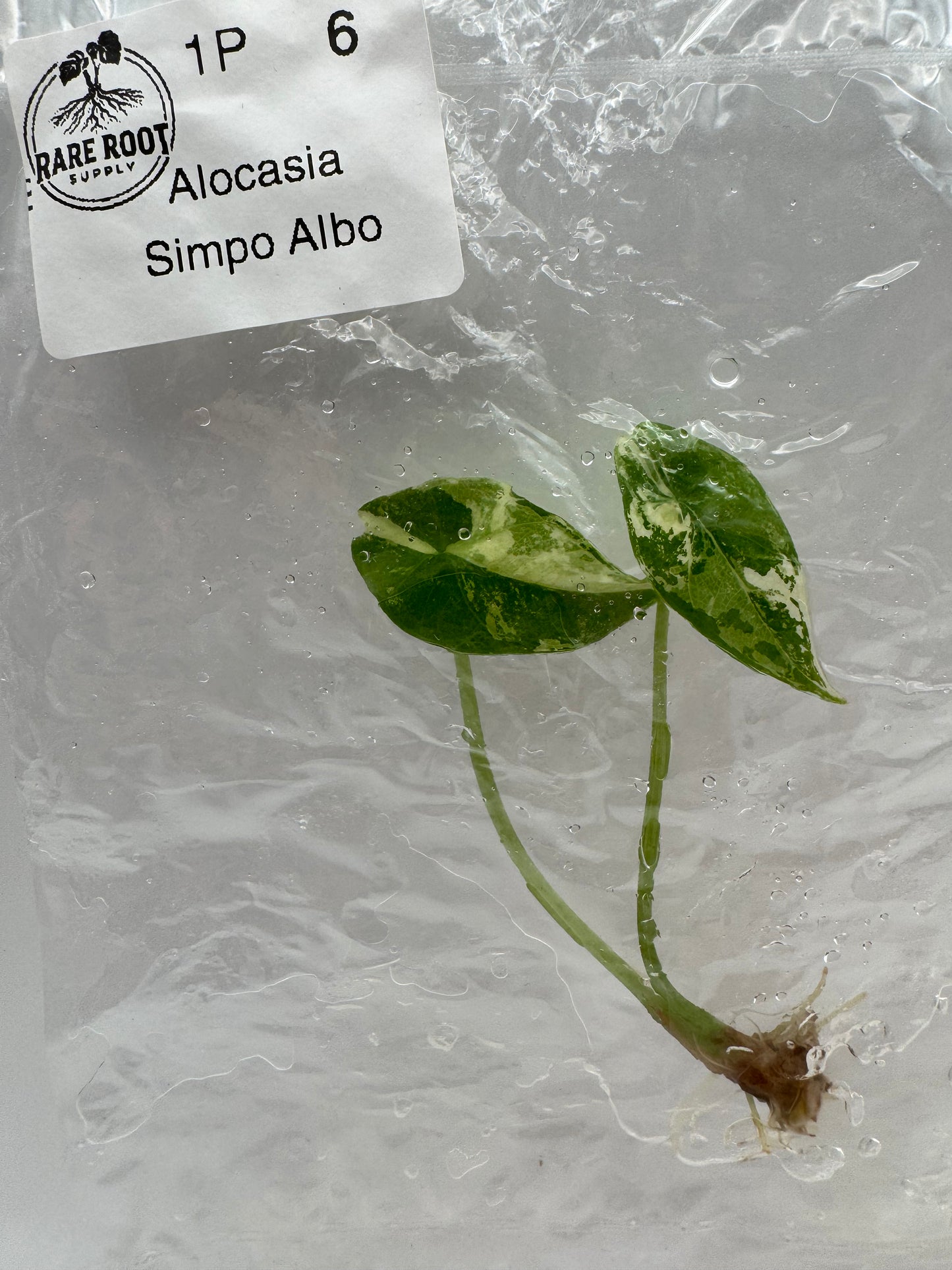 Alocasia Simpo Albo-Tissue Culture Growers Choice