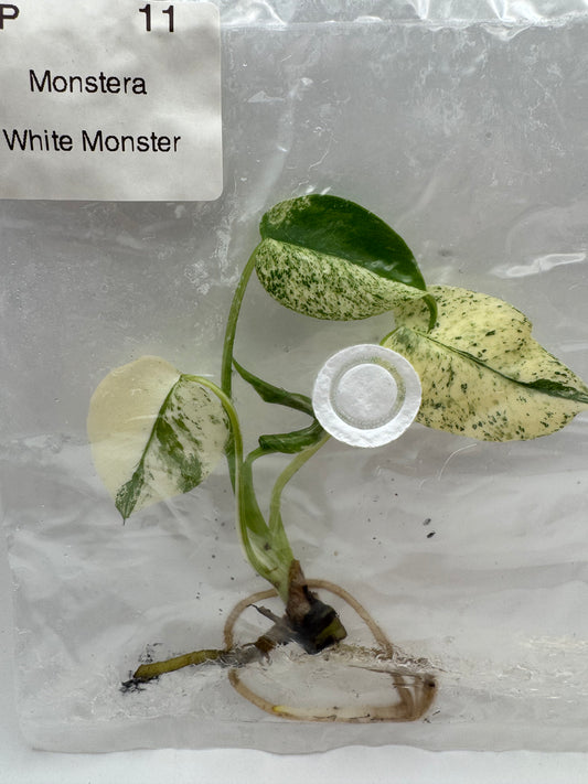 Monstera White Monster-Tissue Culture Growers Choice