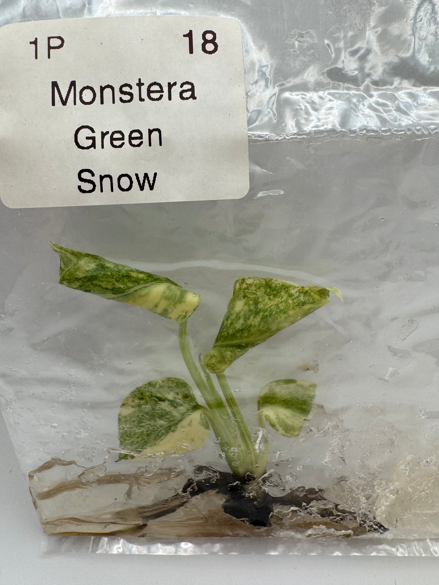 Monstera Green Snow-Tissue Culture Growers Choice