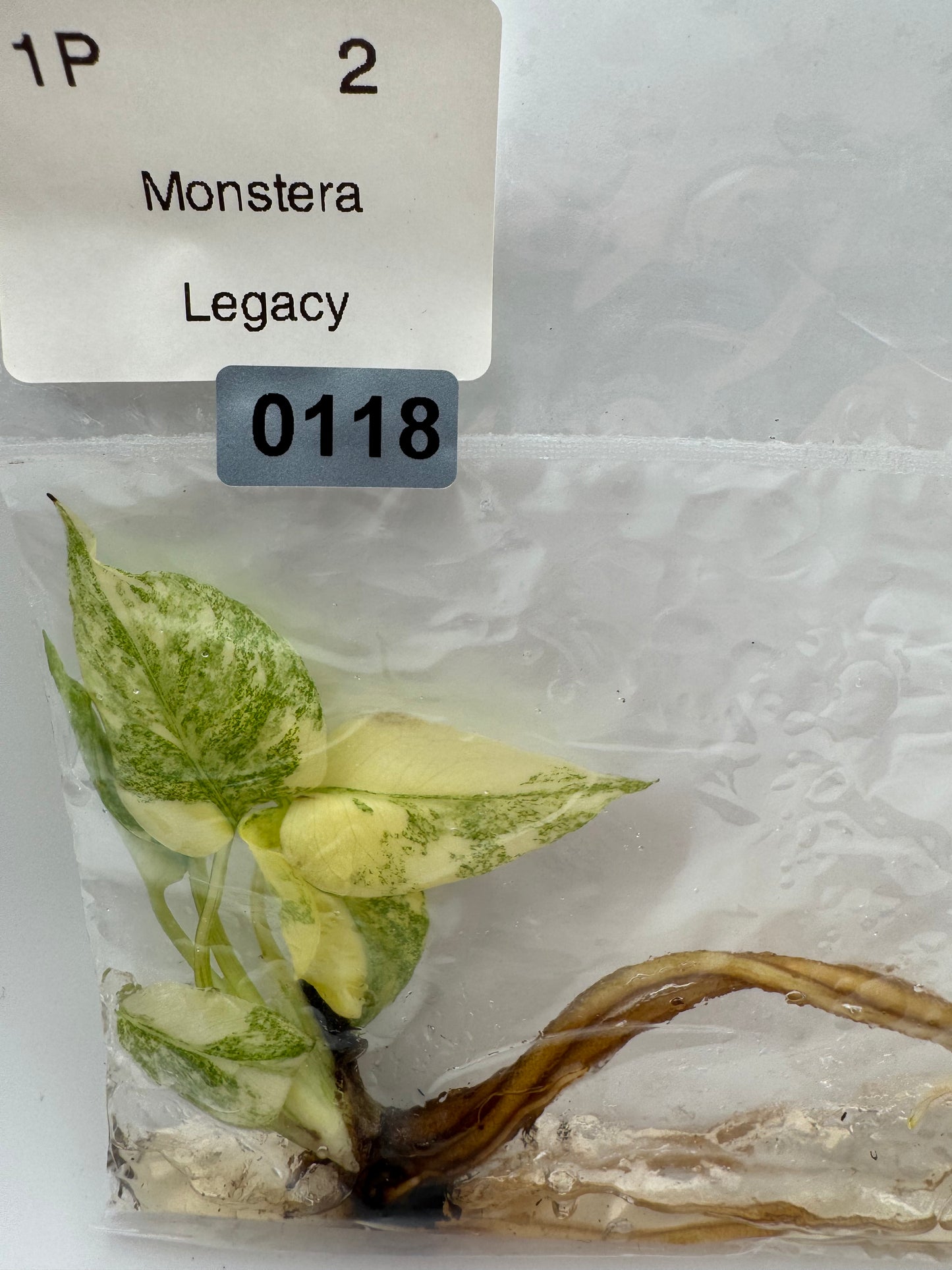 Monstera Legacy-Tissue Culture