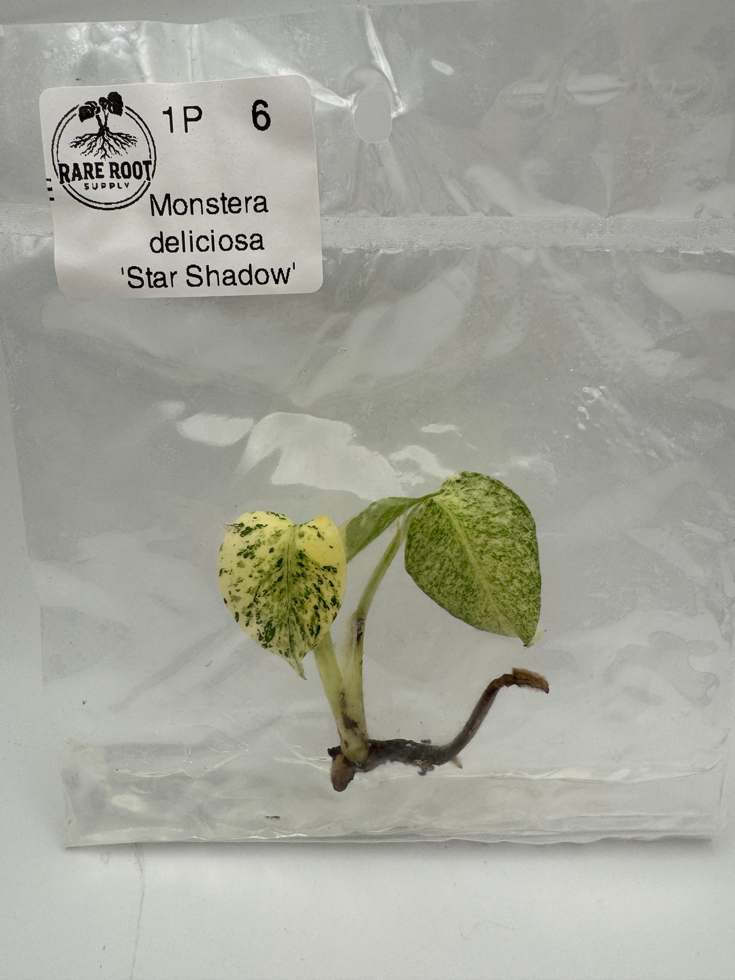 Monstera Star Shadow Tissue Culture-Growers Choice
