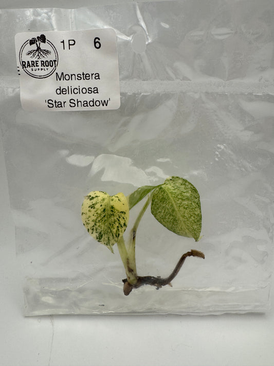 Monstera Star Shadow Tissue Culture-Growers Choice