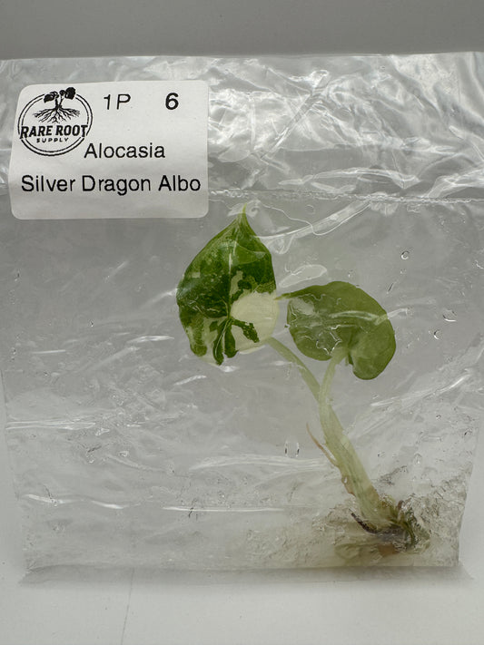 Alocasia Silver Dragon Albo Tissue Culture-Growers Choice