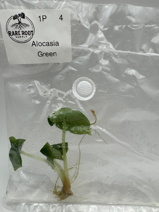 Alocasia Green Unicorn Tissue Culture-Growers Choice