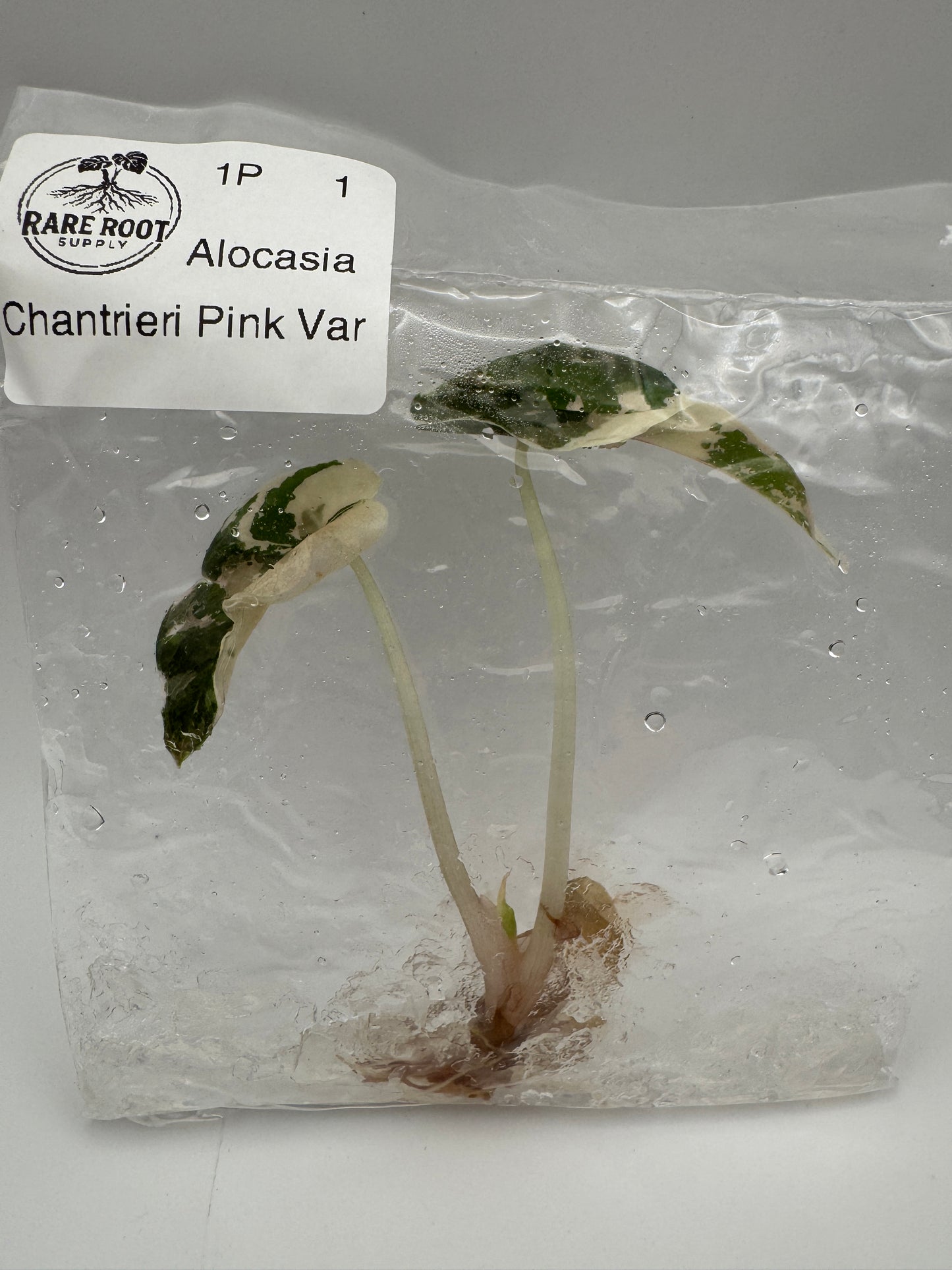 Alocasia Pink Chantrieri Tissue Culture-Growers Choice