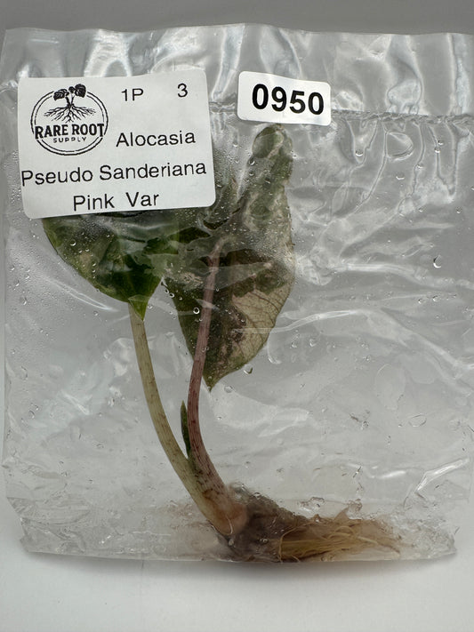 Alocasia Pink Pseudo Sanderiana Tissue Culture-Growers Choice