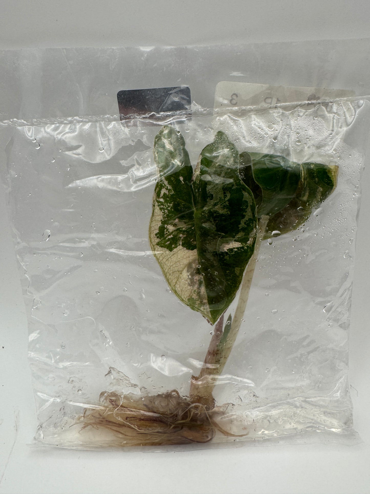 Alocasia Pink Pseudo Sanderiana Tissue Culture-Growers Choice