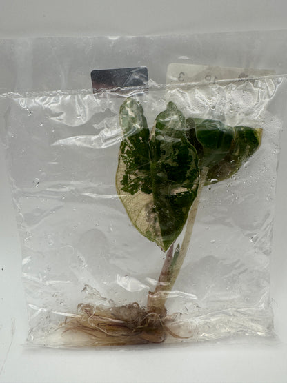 Alocasia Pink Pseudo Sanderiana Tissue Culture-Growers Choice