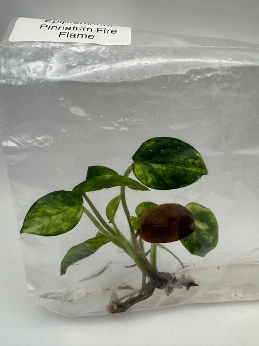 Epipremnum Pinnatum Fire Flame Tissue Culture-Growers Choice