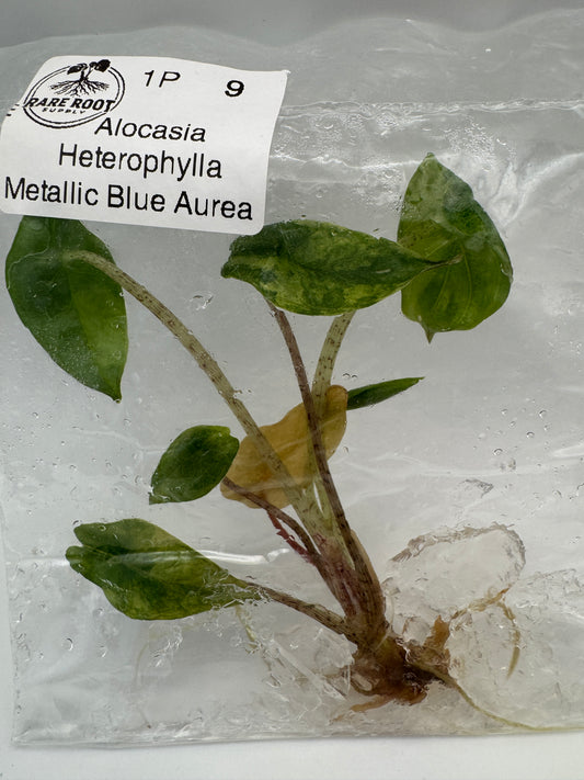 Alocasia Heterophylla Metallic Blue Aurea Tissue Culture-Growers Choice