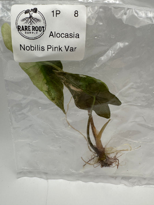 Alocasia Pink Nobilis Tissue Culture-Growers Choice