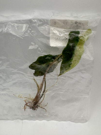 Alocasia Pink Nobilis Tissue Culture-Growers Choice