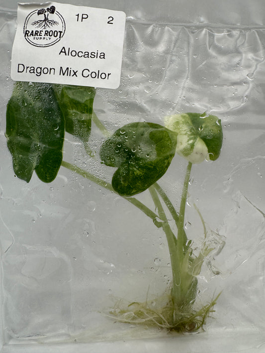 Alocasia Dragon Scale Mix Color Tissue Culture-Growers Choice