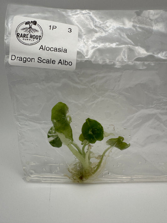 Alocasia Dragon Scale Albo Tissue Culture-Growers Choice