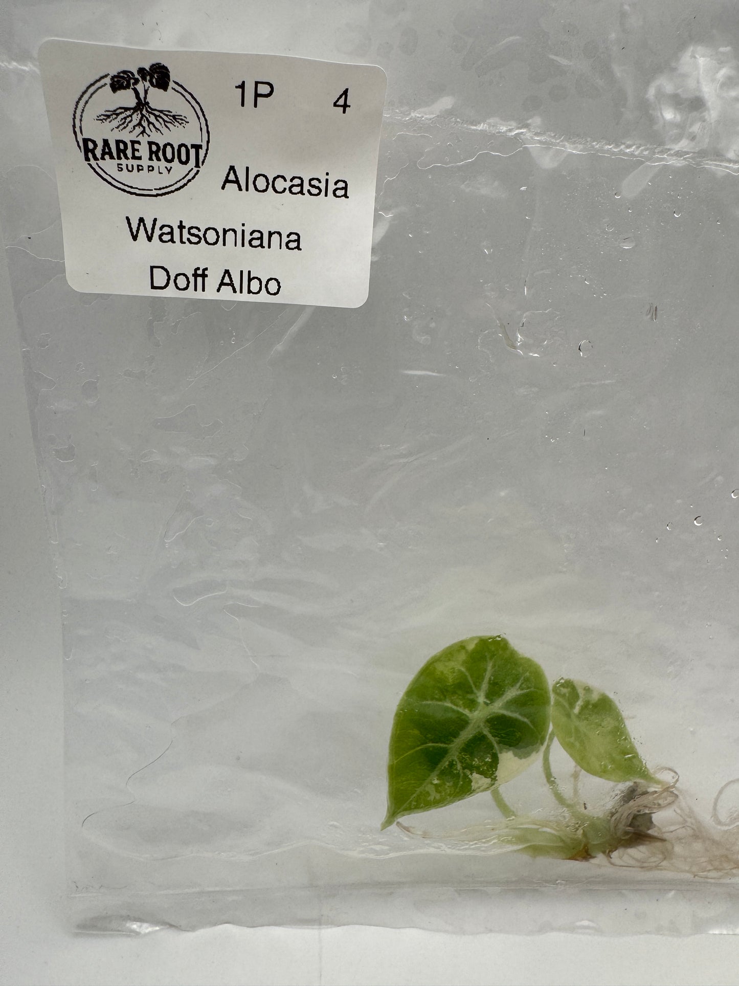 Alocasia Watsoniana Pink Doff Tissue Culture-Growers Choice