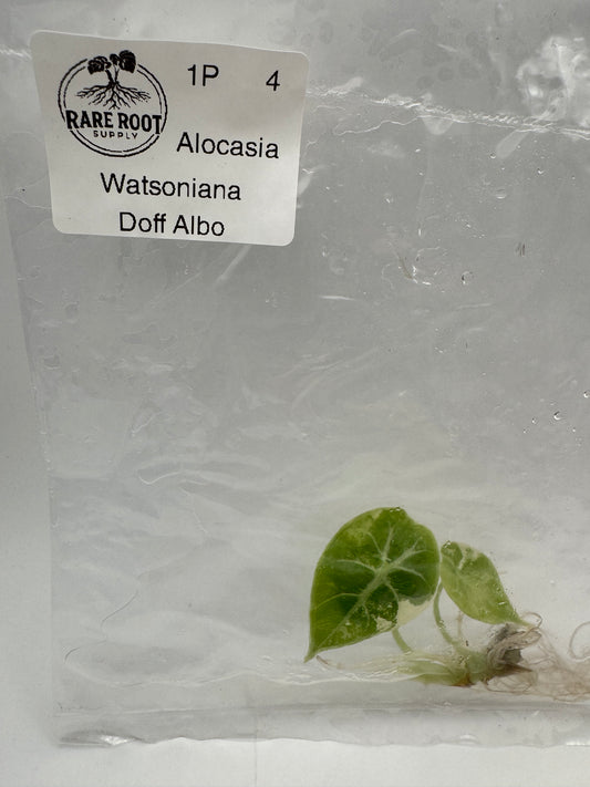 Alocasia Watsoniana Pink Doff Tissue Culture-Growers Choice