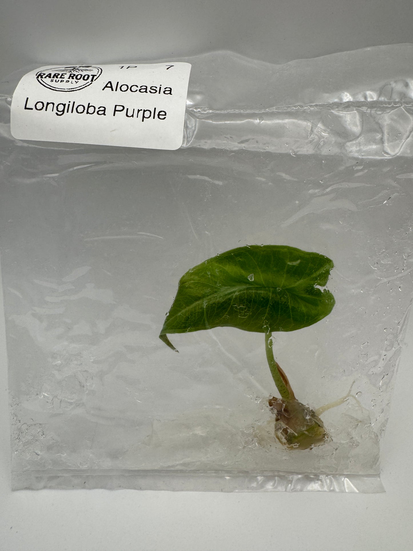 Alocasia Longiloba Purple Tissue Culture-Growers Choice
