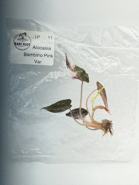 Alocasia Pink Bambino Tissue Culture-Growers Choice