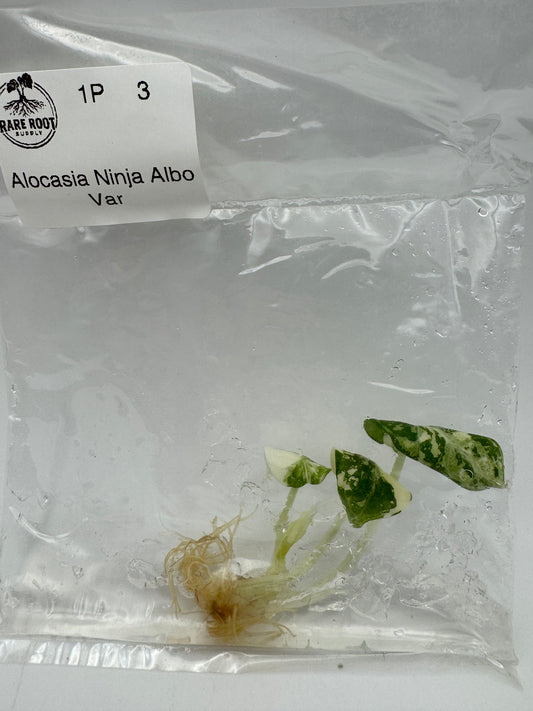 Alocasia Ninja Albo Tissue Culture-Growers Choice