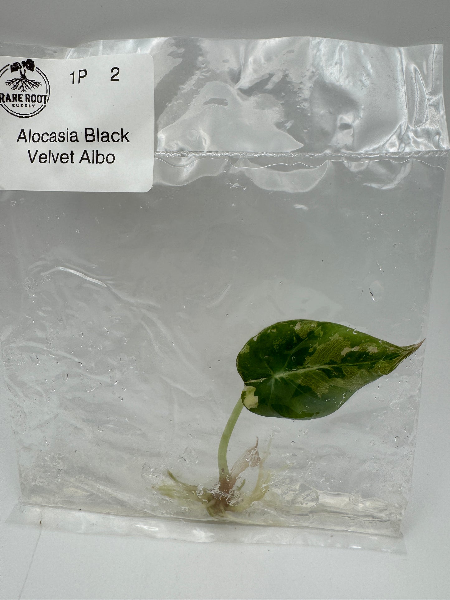Alocasia Pink Black Velvet Tissue Culture-Growers Choice