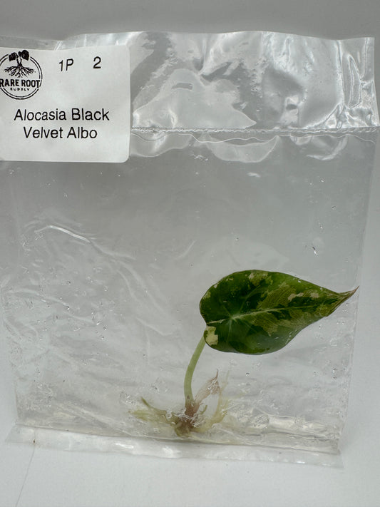 Alocasia Pink Black Velvet Tissue Culture-Growers Choice